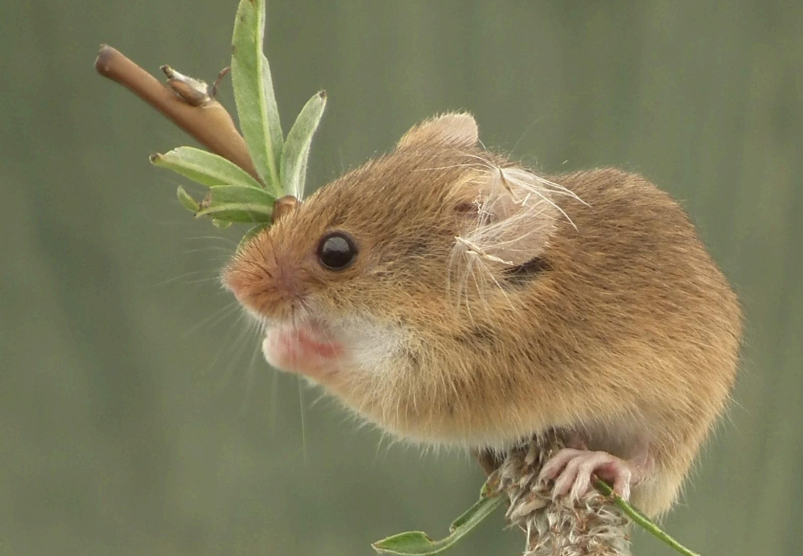 Harvest mice deals